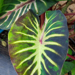 Колоказия STARDUST