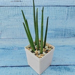 Sansevieria Fernwood Mikado (Сансевиерия)
