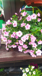 К26 Калибрахоа Аloha Double Soft Pink Eye