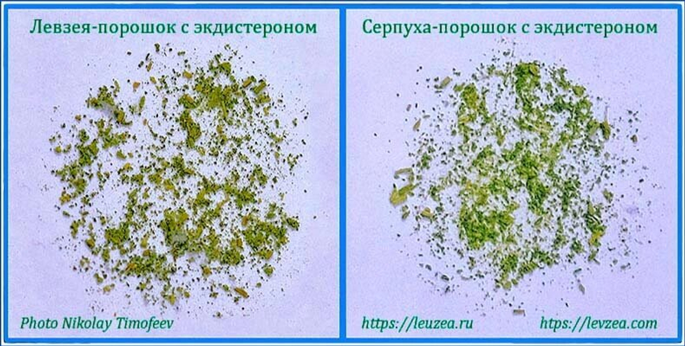 Серпуха порошок с экдистероном и Левзея порошок