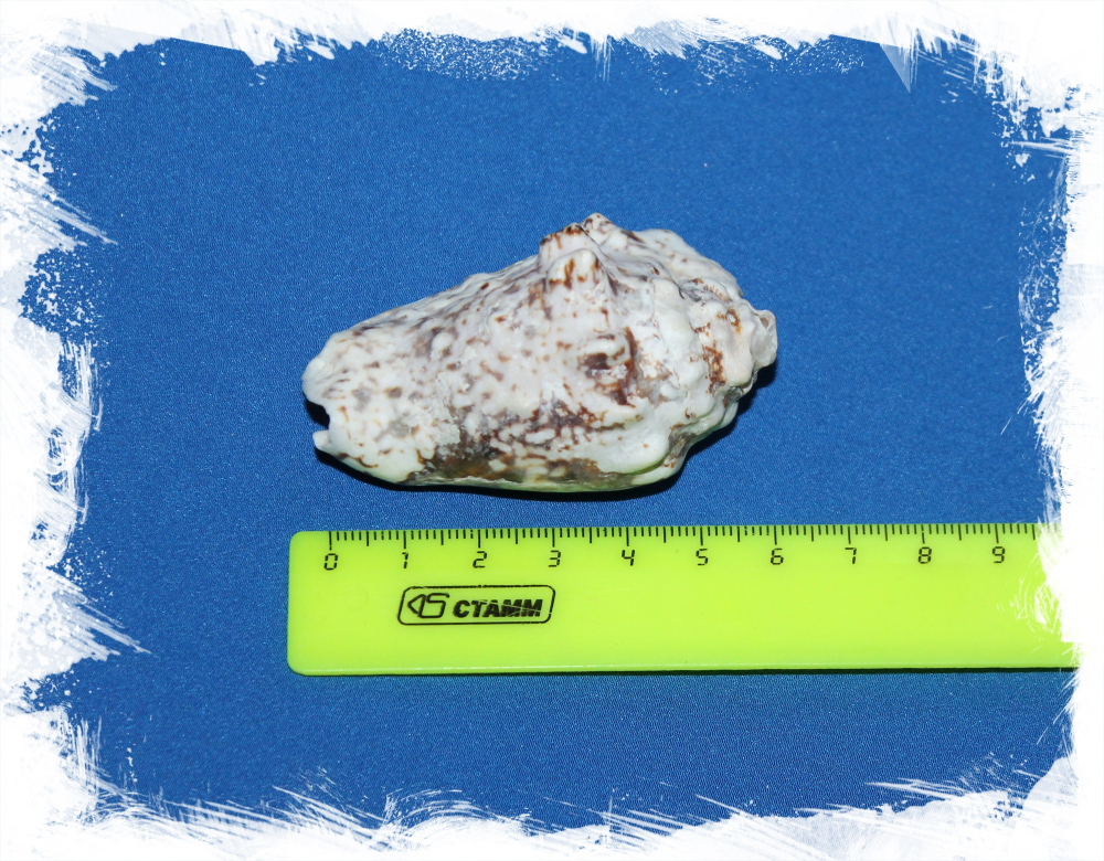 Стромбус Лентигенозус, 5-7см, 1шт