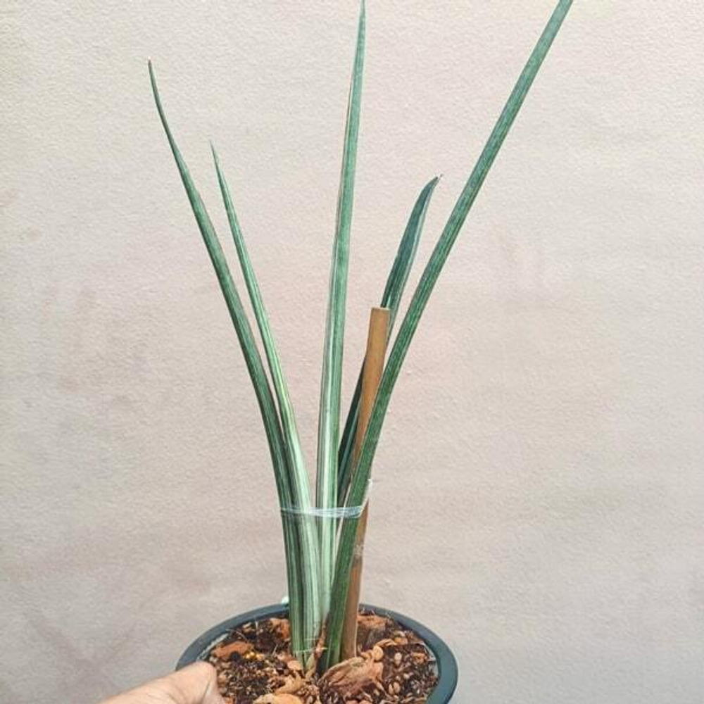 Сансевиерия RHODIASIANA VAR