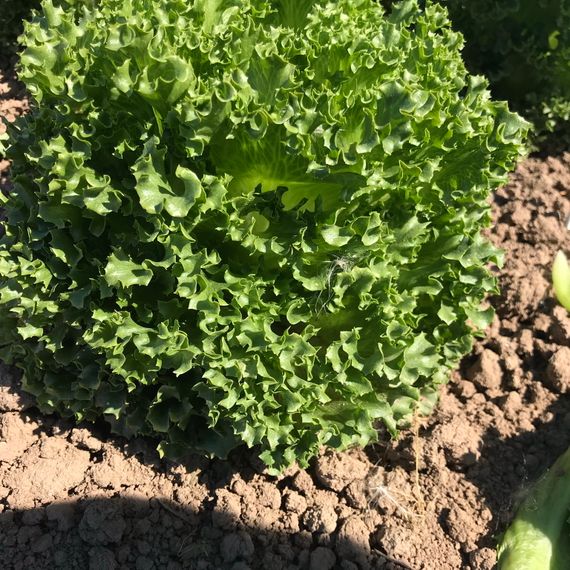 ЛАЛИК семена салата Rijk Zwaan семена