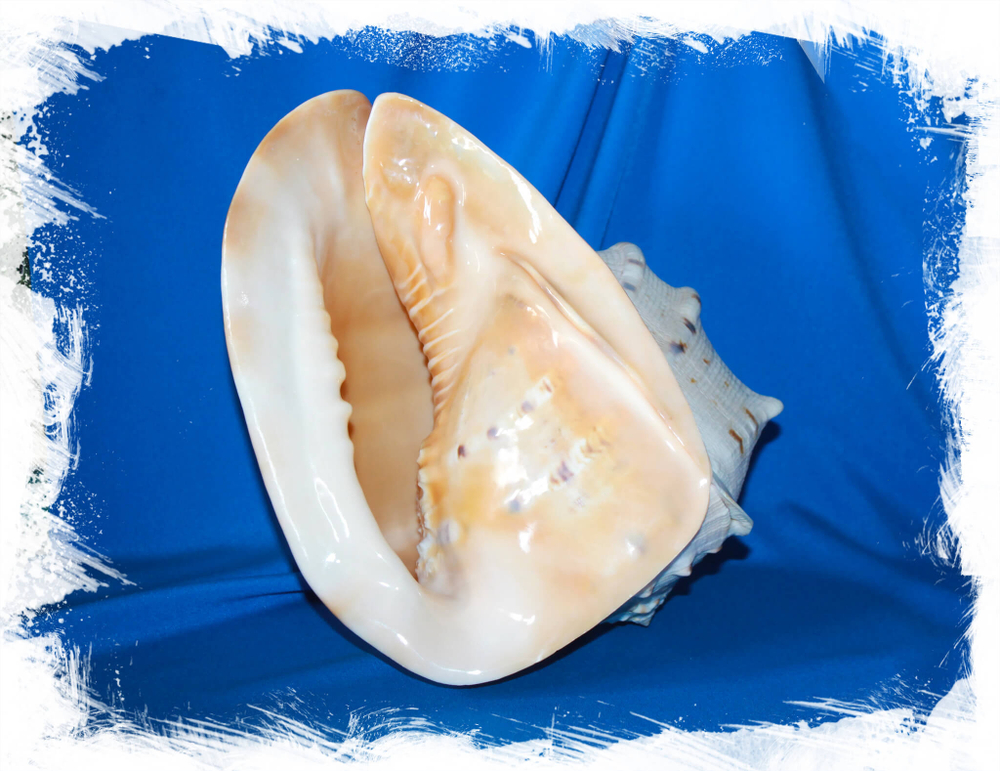 Морская раковина для декора