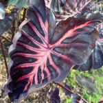 Колоказия CALDIRA PINK