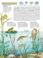 Животные и растения рек, озёр и морей. BIObook А. Толмачёва