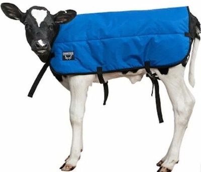 Попона для телят, цвет синий