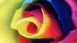 Микровелюр Xpoint (Икспоинт) 0049.01 Роза цветная купон