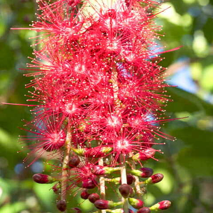 Баррингтония остроконечная