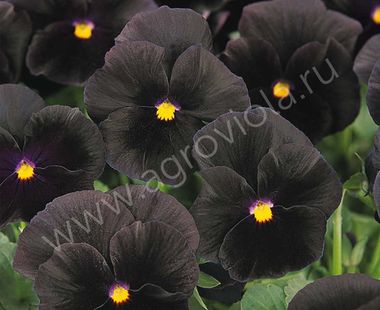 S2540 Виола ATLAS BLACK 100 шт.