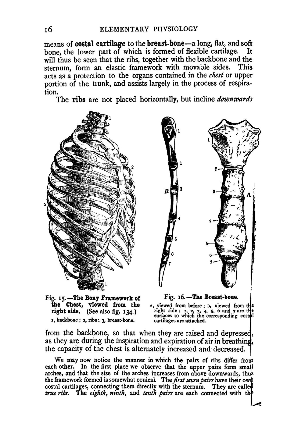 Human physiology | William S. Furneaux