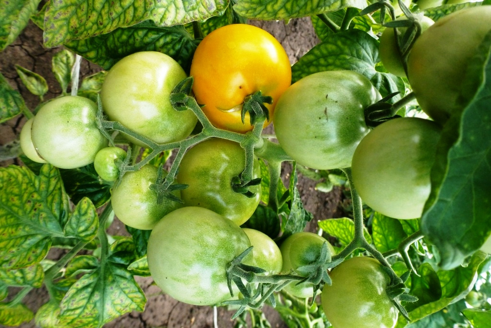 Помидоры — Ola Polka – Оля Полька