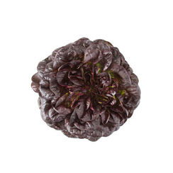 БАРЛАХ семена салата дуболистного ( Rijk Zwaan / ALEXAGRO )