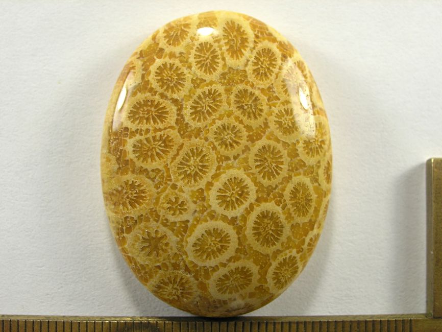Кабошон коралла окаменелого, овал, 40x30x8 мм (1)