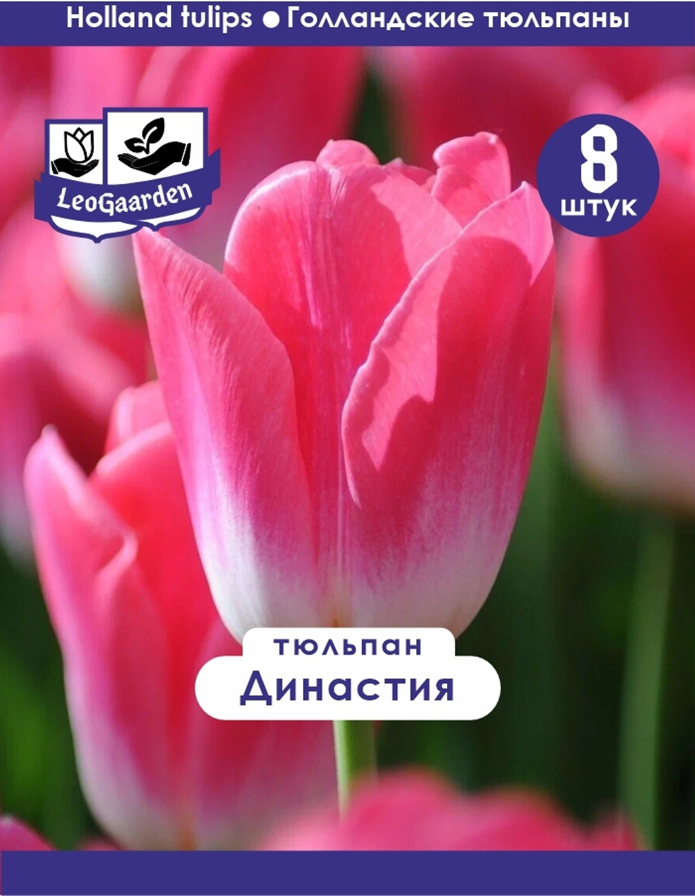 Тюльпан Луковица, Династия 8шт