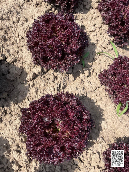 Кармези семена салата лолло росса (Rijk Zwaan / Райк Цваан) в поле – фото 13