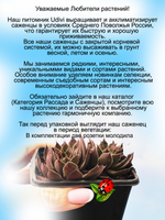 Молодило Большая розовая роза