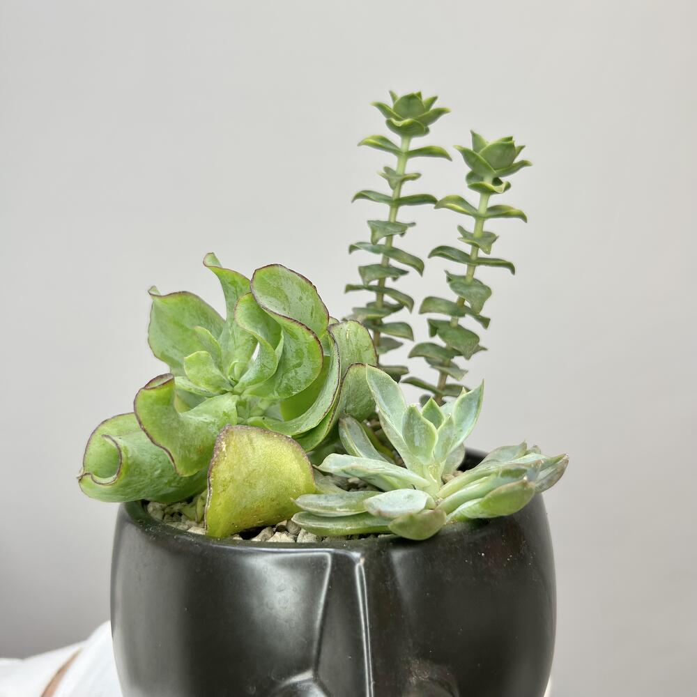 Микс суккулентов «Темное дыхание»