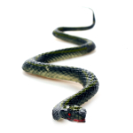 Набор животных 6шт, пакет CL04-69