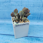 Adromischus Marianae Coffee Bean (Адромискус)