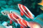 Pseudanthias taeniatus (Красноморский псевдантиас)