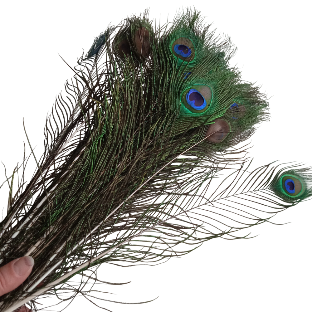 Перо павлина длинное "глаз" натуральное 2 сорт