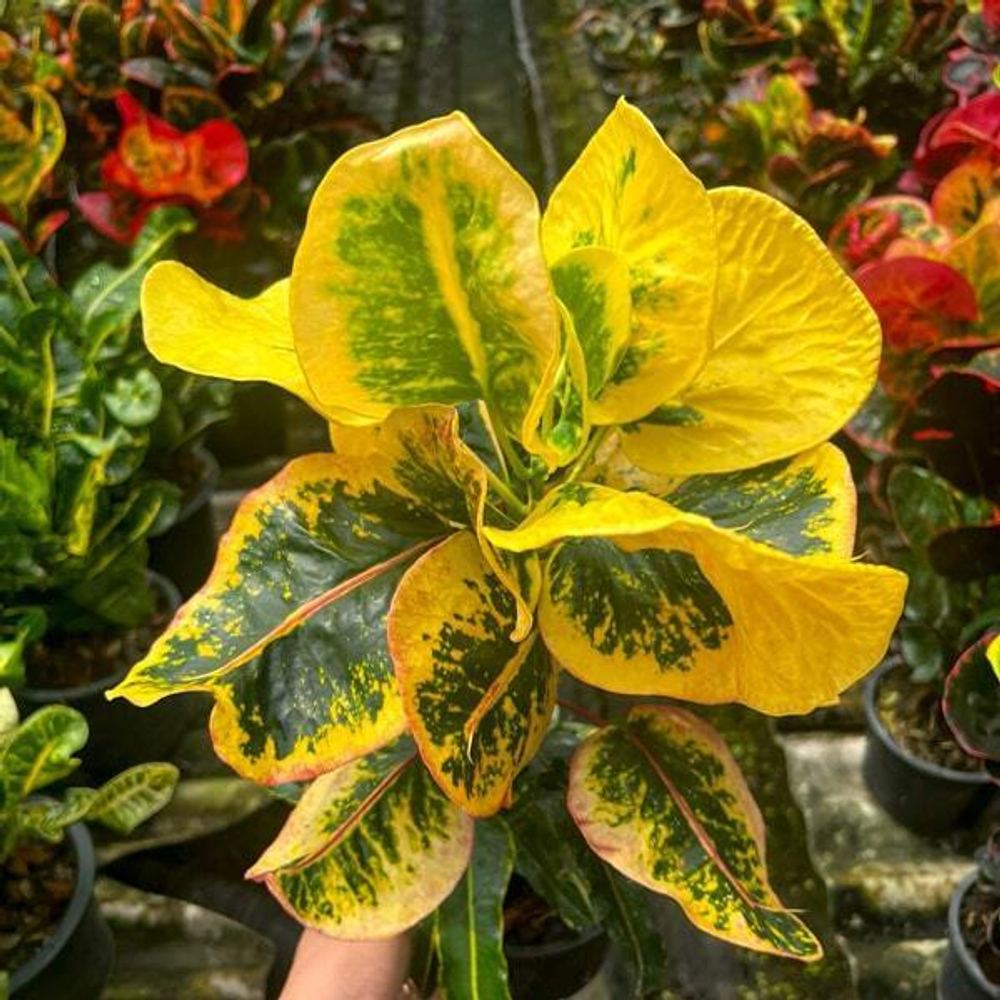 Кротон GUMPHAGAN