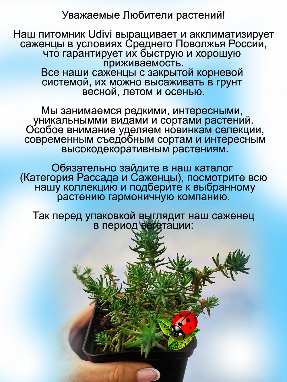 Седум очиток скальный Голубая ель многолетник