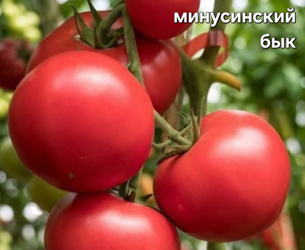 РАССАДА ТОМАТОВ МИНУСИНСКИЙ БЫК