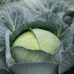 САКСЕСОР F1 семена капусты белокочанной (Syngenta | Alexagro)