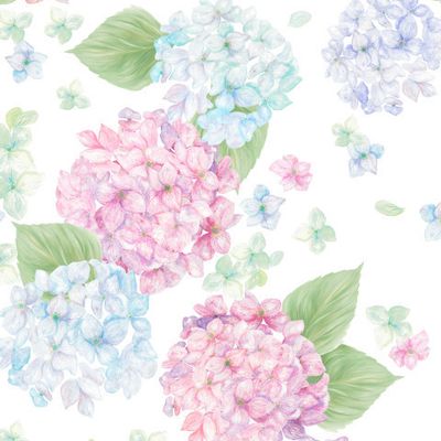 Гортензия на белом фоне