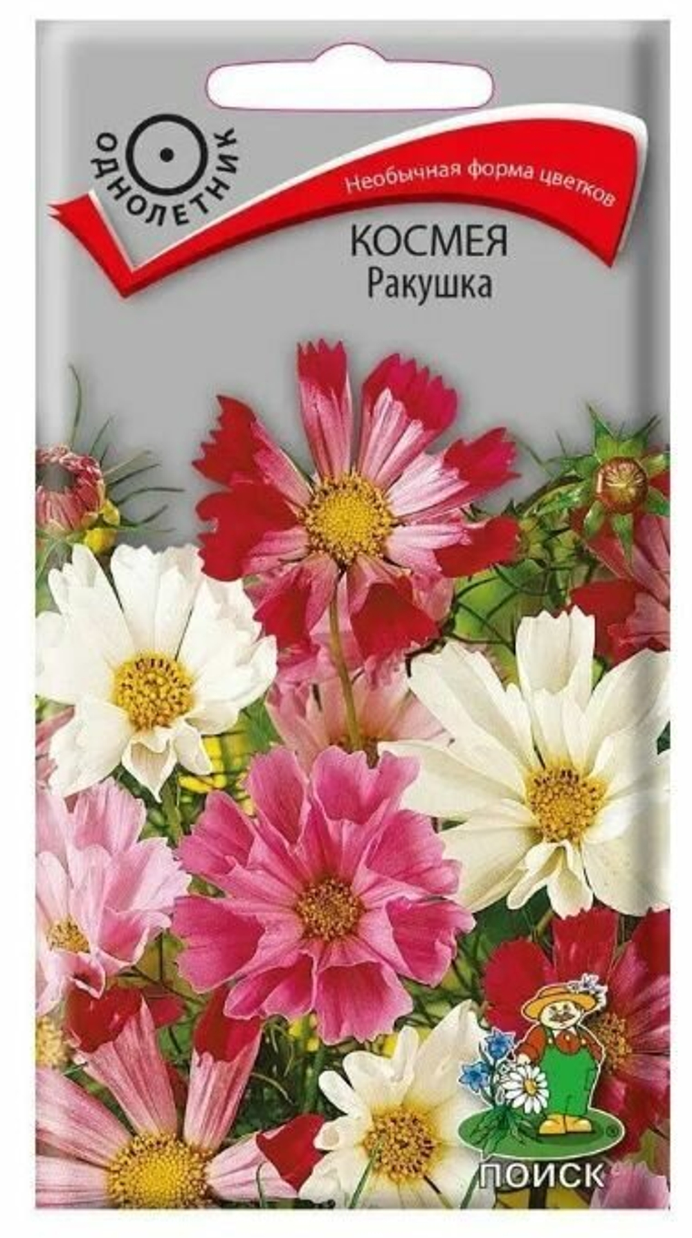 Космея Ракушка