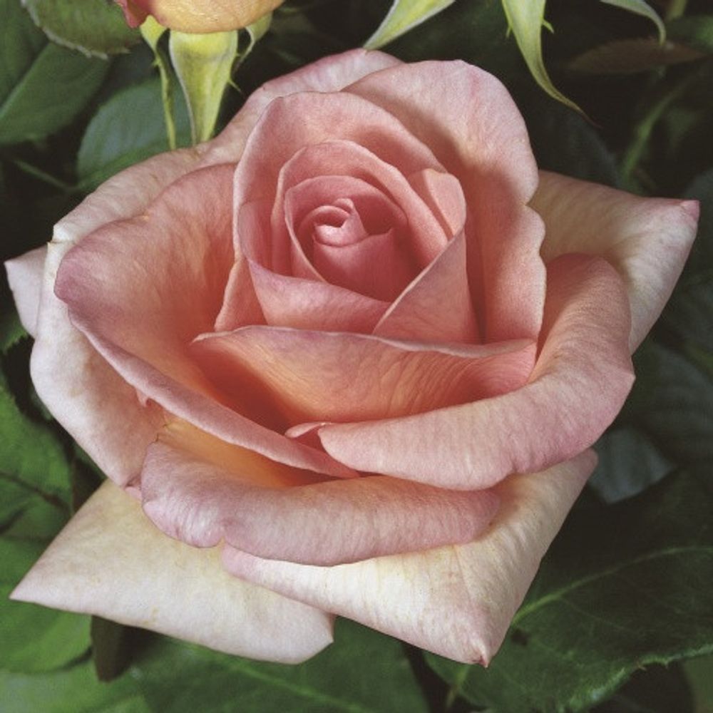 Роза чайно-гибридная Саммер Лэди