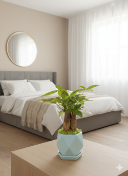 Пахира Little Forest Three-Branch ке