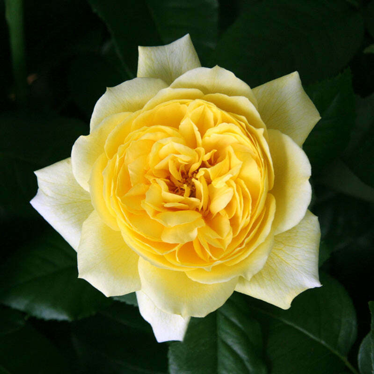 ароматные розы Николя Уло (Nicolas Hulot) Фея розы в букетах и охапками