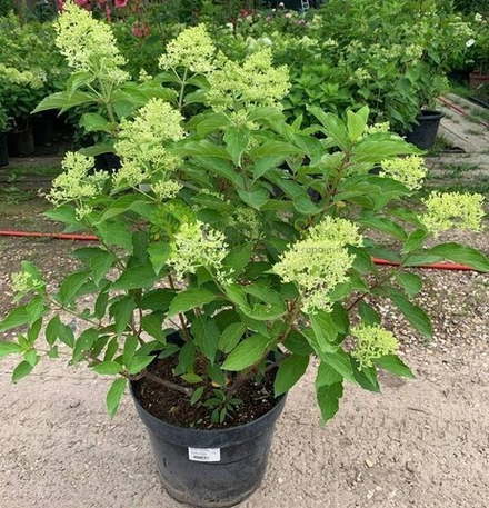 Гортензия метельчатая "Sparkle"