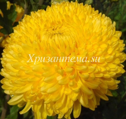 Хризантема одноголовая Creamish gold ☘ о.64 (нет в наличии)