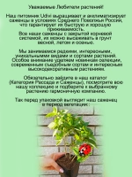 Гортензия Бонфаер метельчатая красная