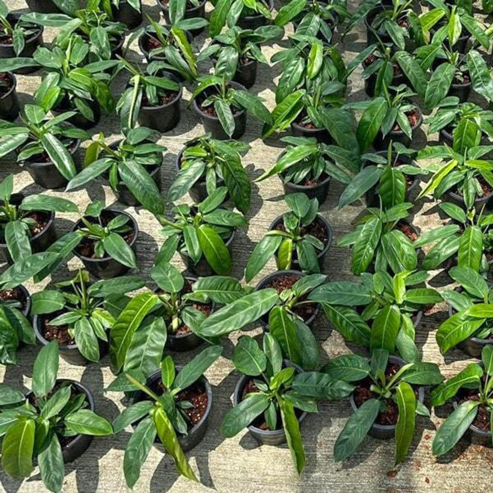 Филодендрон PATRICIAE