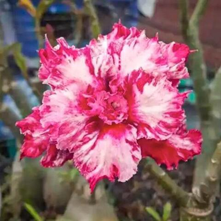 Адениум обесум 302 Lọ Lem 11