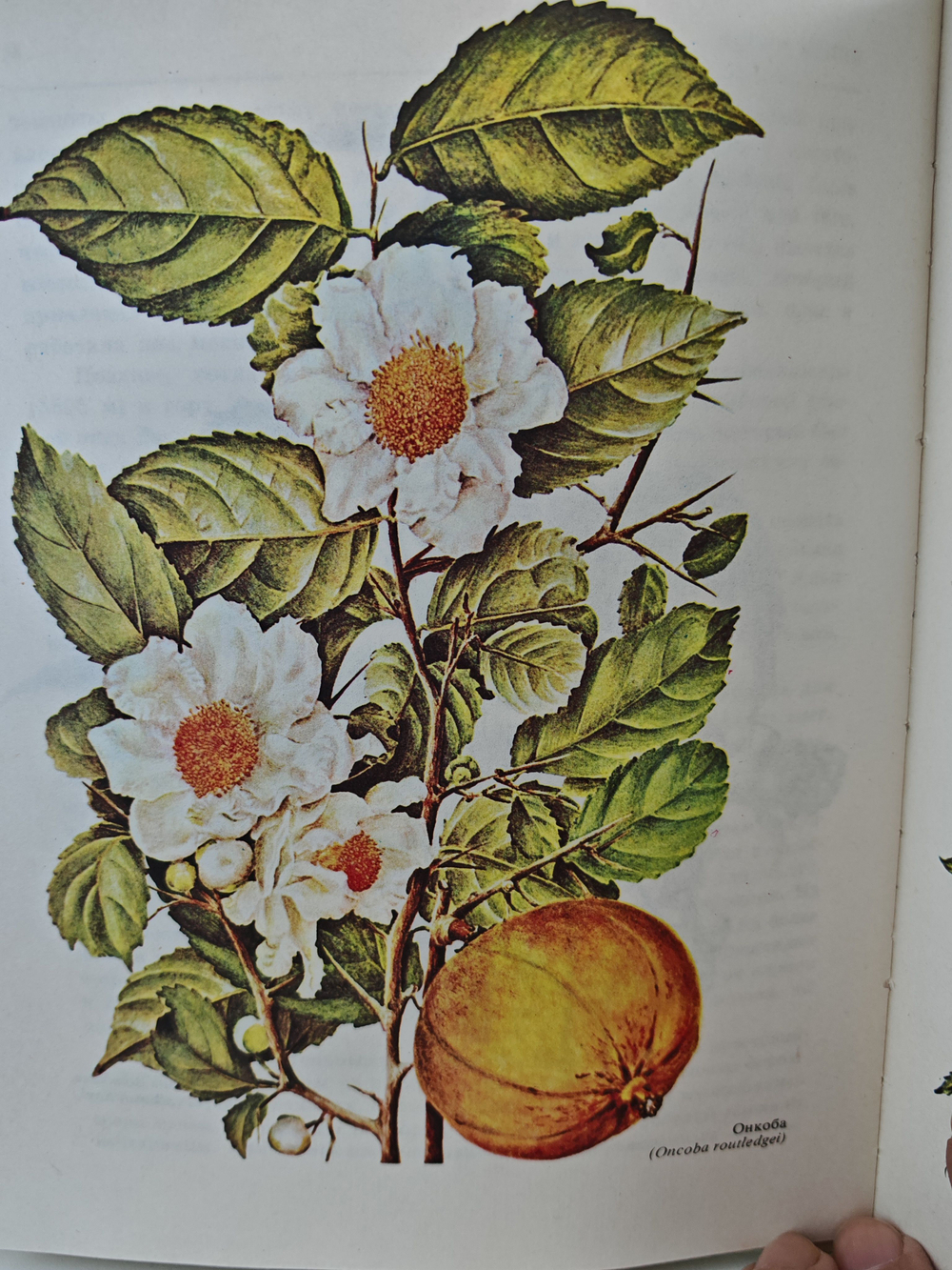 Африка глазами Джой Адамсон