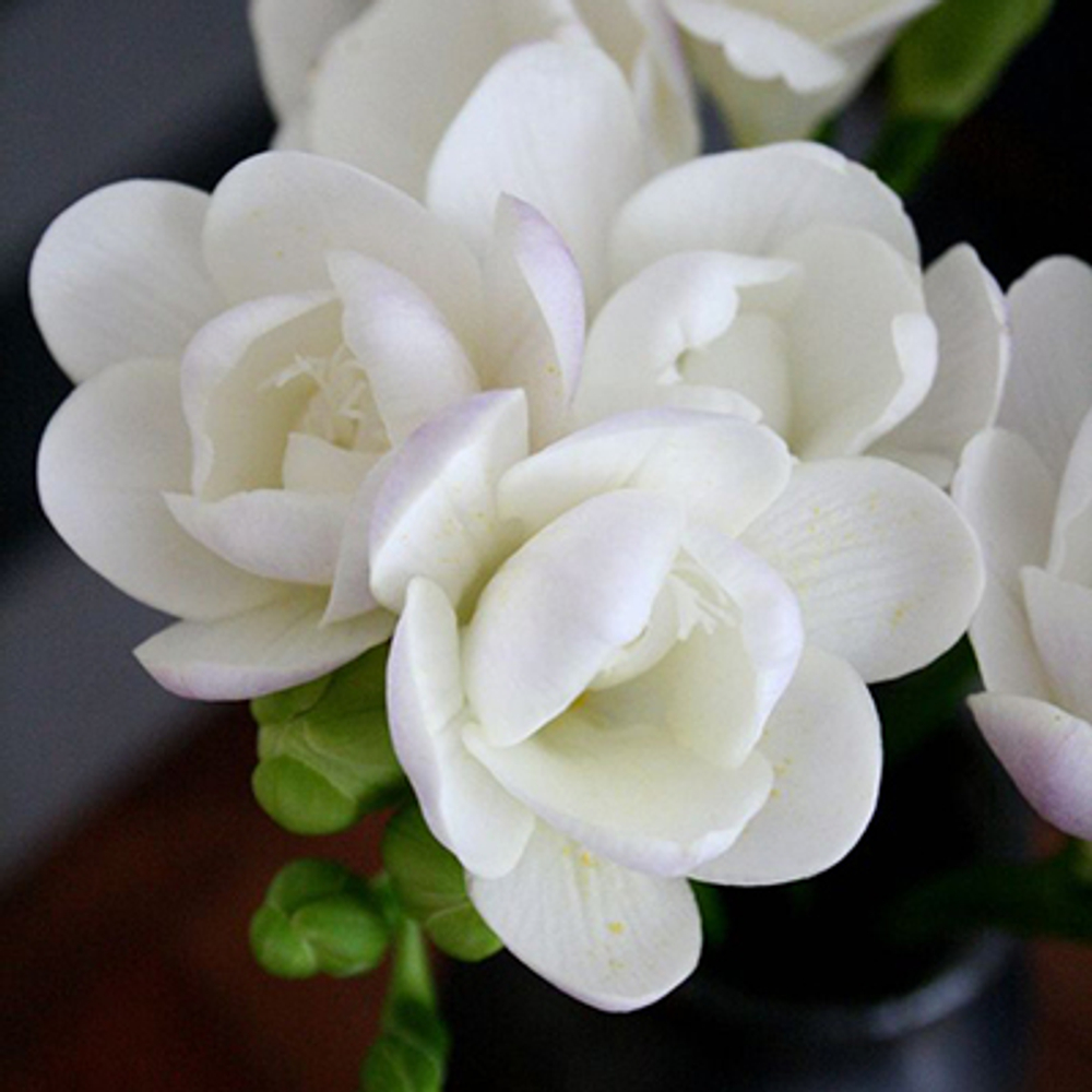 Фрезия Махровая белая (10 шт) Волжский Сад