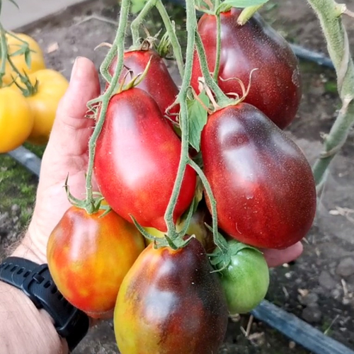 Помидоры - Бронзовое Сердце Сержанта Пеппера