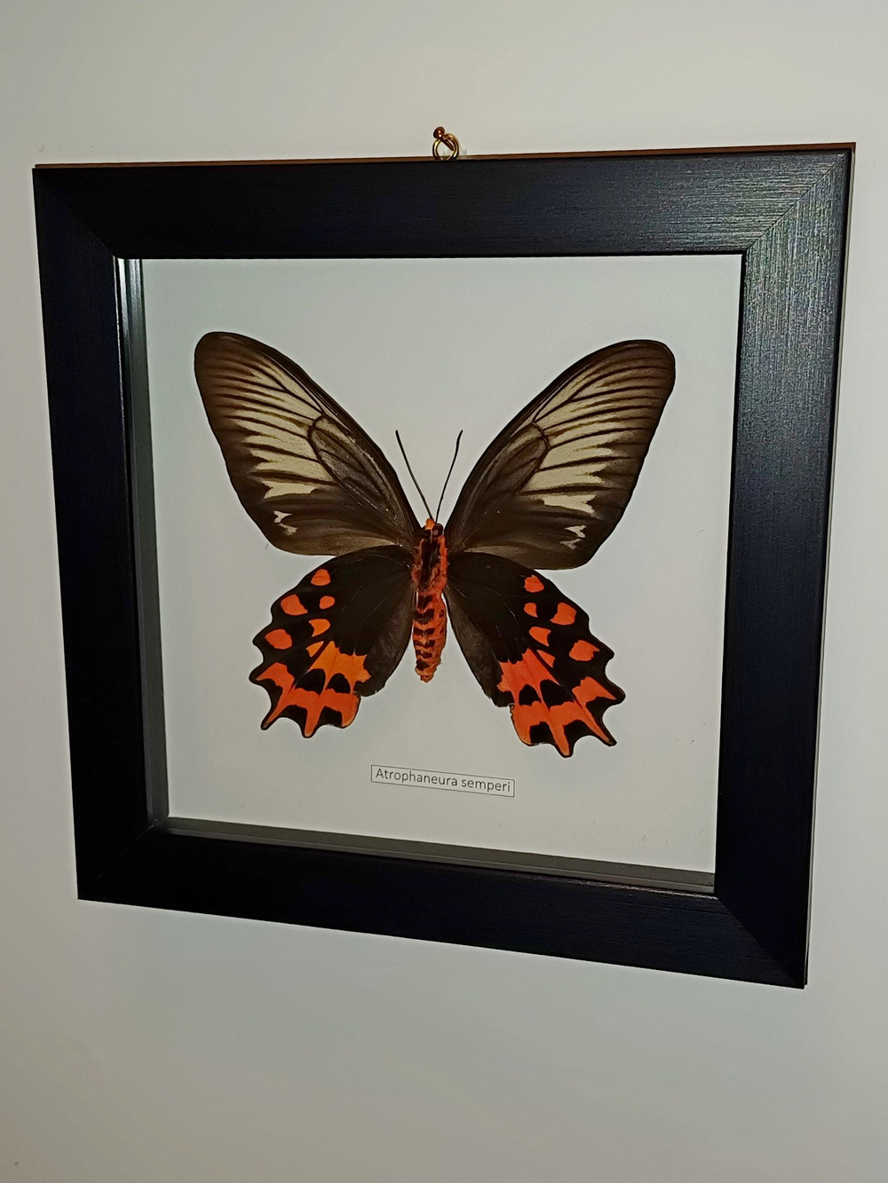 Бабочка Atrophaneura semperi самка в рамке