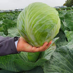 Коронет F1 семена капусты белокочанной (Sakata / Саката)