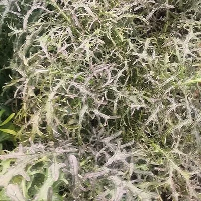 Фотография Мизуна красная БИО / 150 гр купить в магазине Афлора