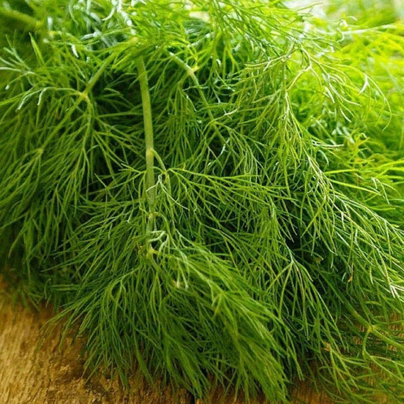 ГРИН СЛИВЗ семена укропа Enza Zaden цена – фото 3