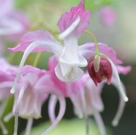 Горянка крупноцветковая "Bicolor Giant". Epimedium grandiflorum "Bicolor Giant".