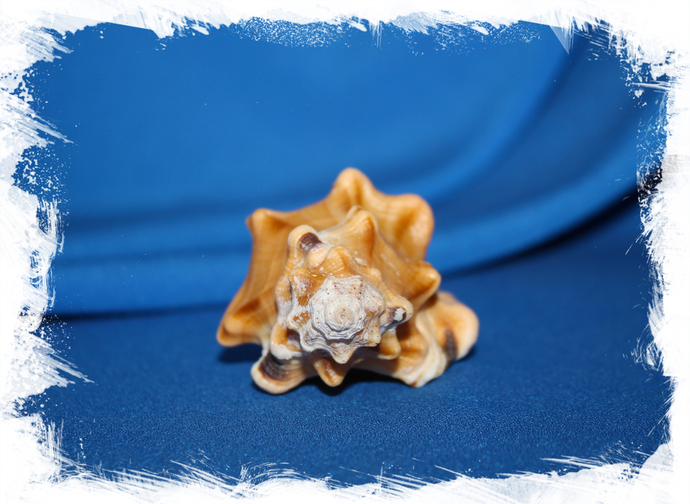 Циматиум перри (Cymatium perryi) 11 см., 1шт.