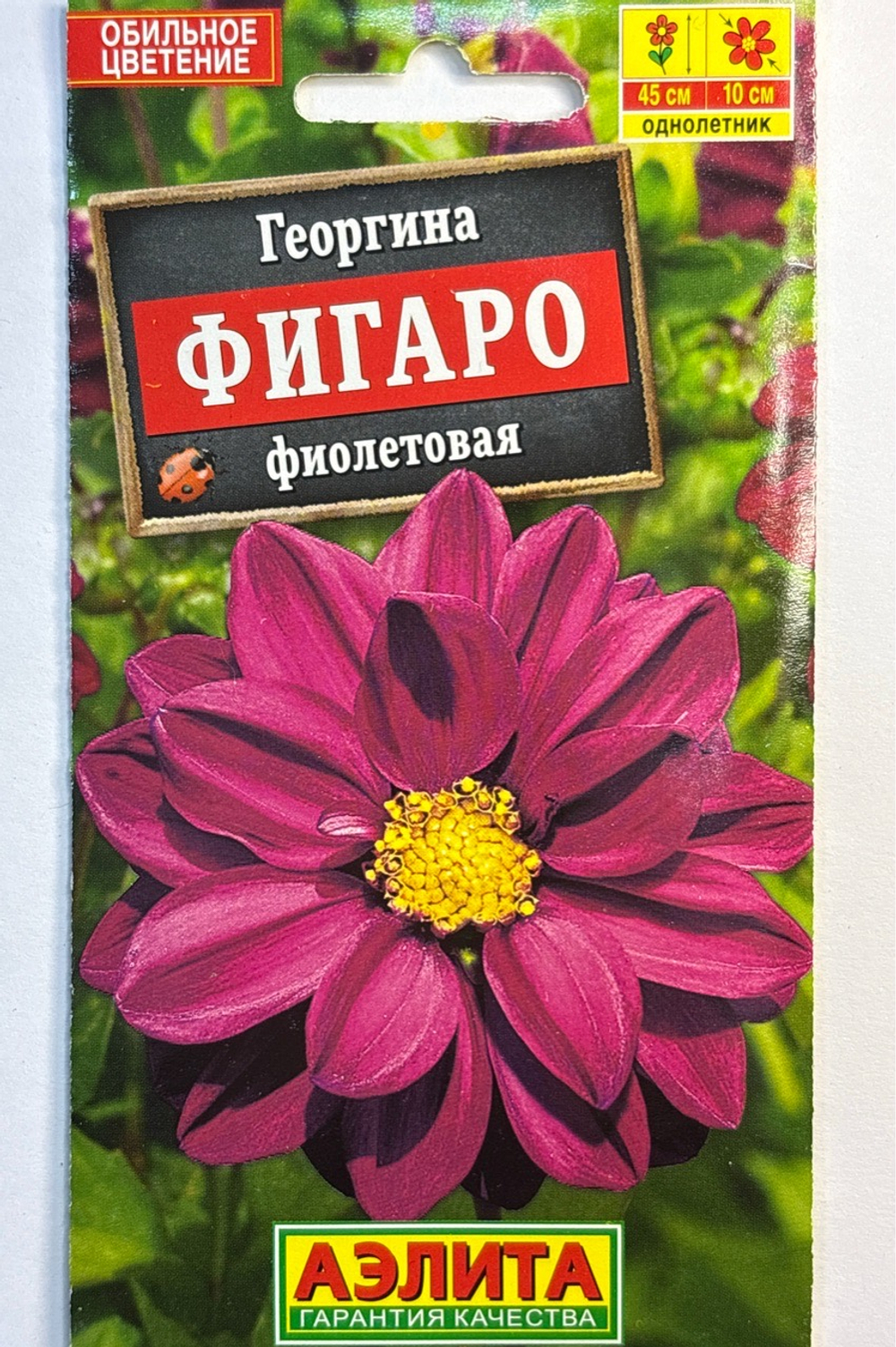 Георгина Фигаро махровая фиолетовая СМЦ-721